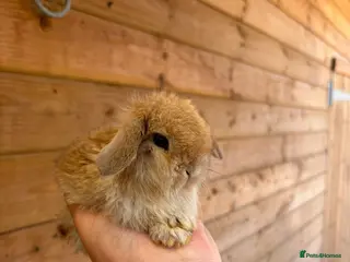 Mini Lop rabbits Mini Lops - Advert 6