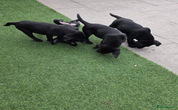 Labrador Retriever dogs - Advert 7
