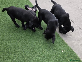 Labrador Retriever dogs - Advert 4