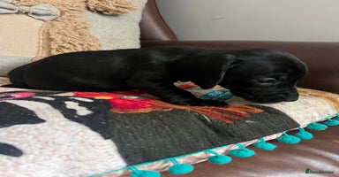 Mixed Breed dogs - Advert 1
