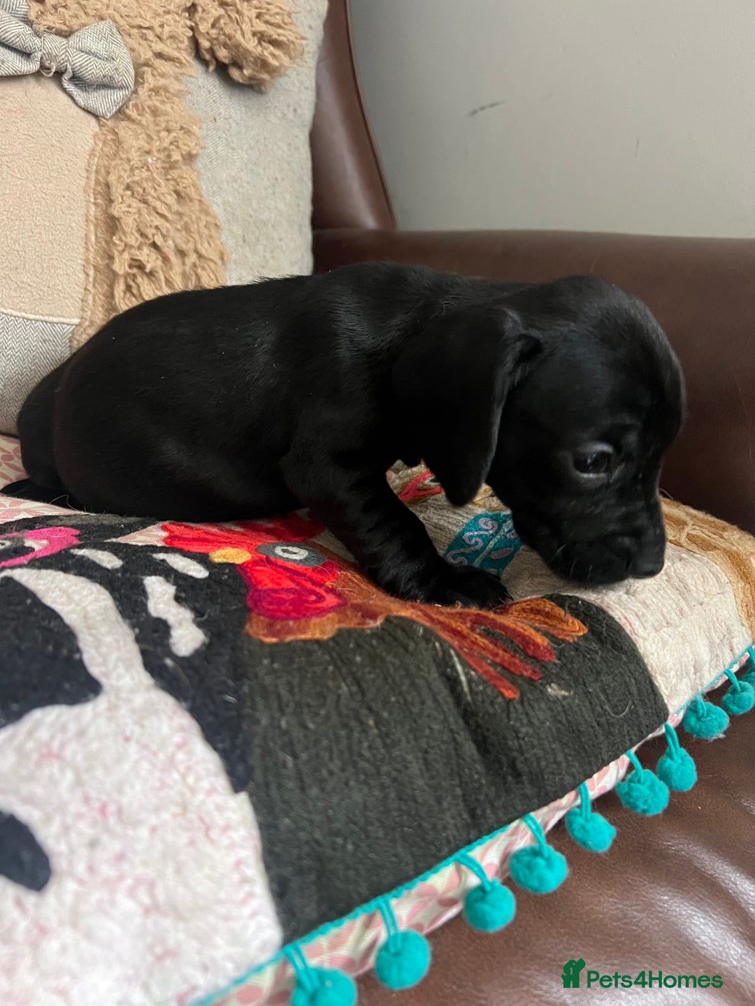 Mixed Breed dogs for sale: Cutest Standard Dachshund x Cocker Puppies - Image 3