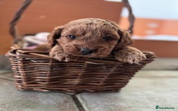 Cockapoo dogs for sale: Gorgeous Cockerpoo Puppies - Image 2