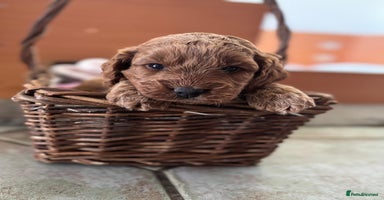 Cockapoo dogs - Advert 4