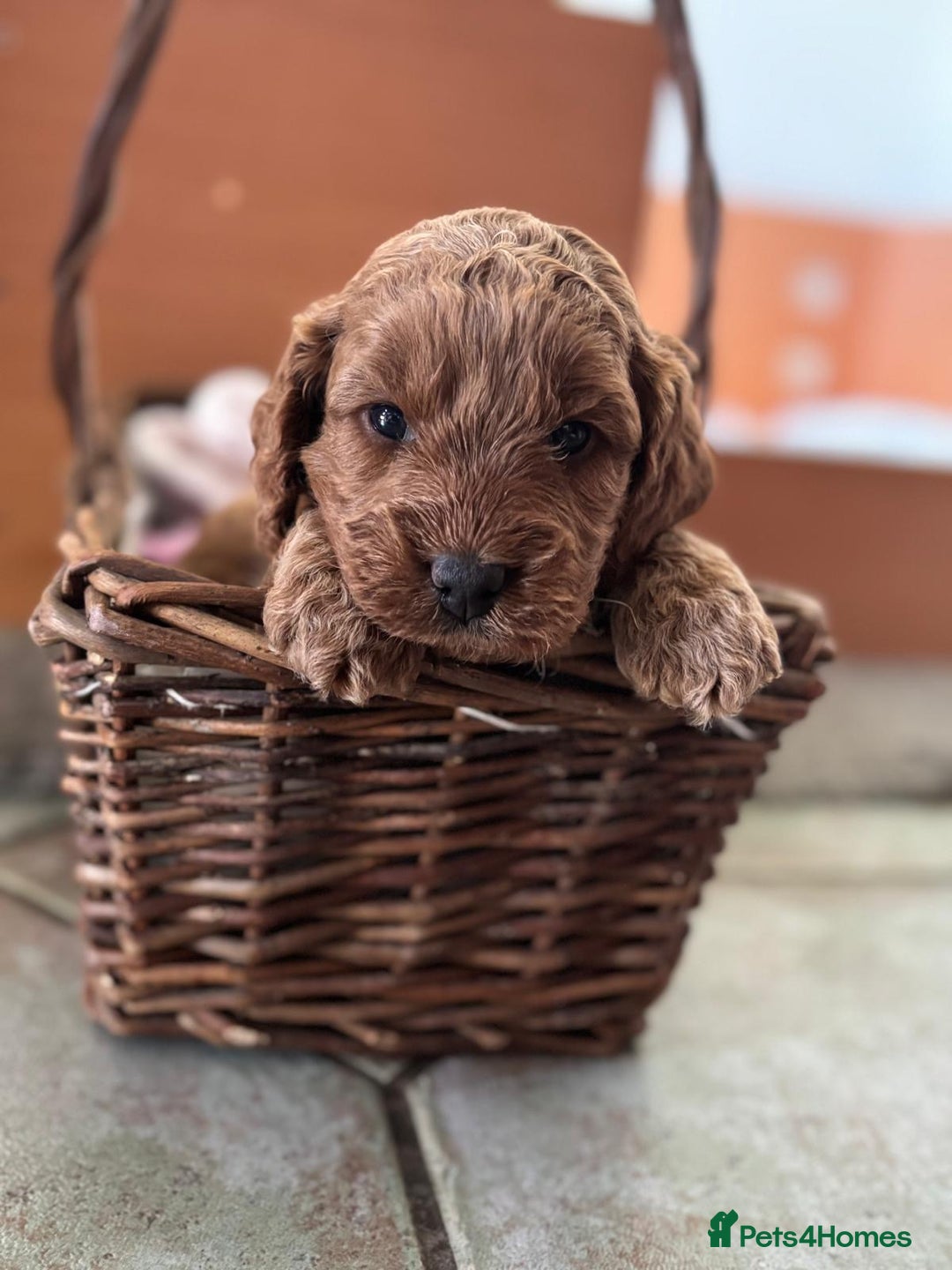 Cockapoo dogs for sale: Gorgeous Cockerpoo Puppies - Image 2