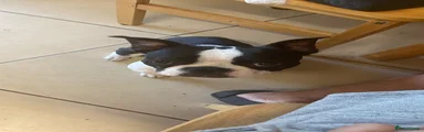 Boston Terrier 