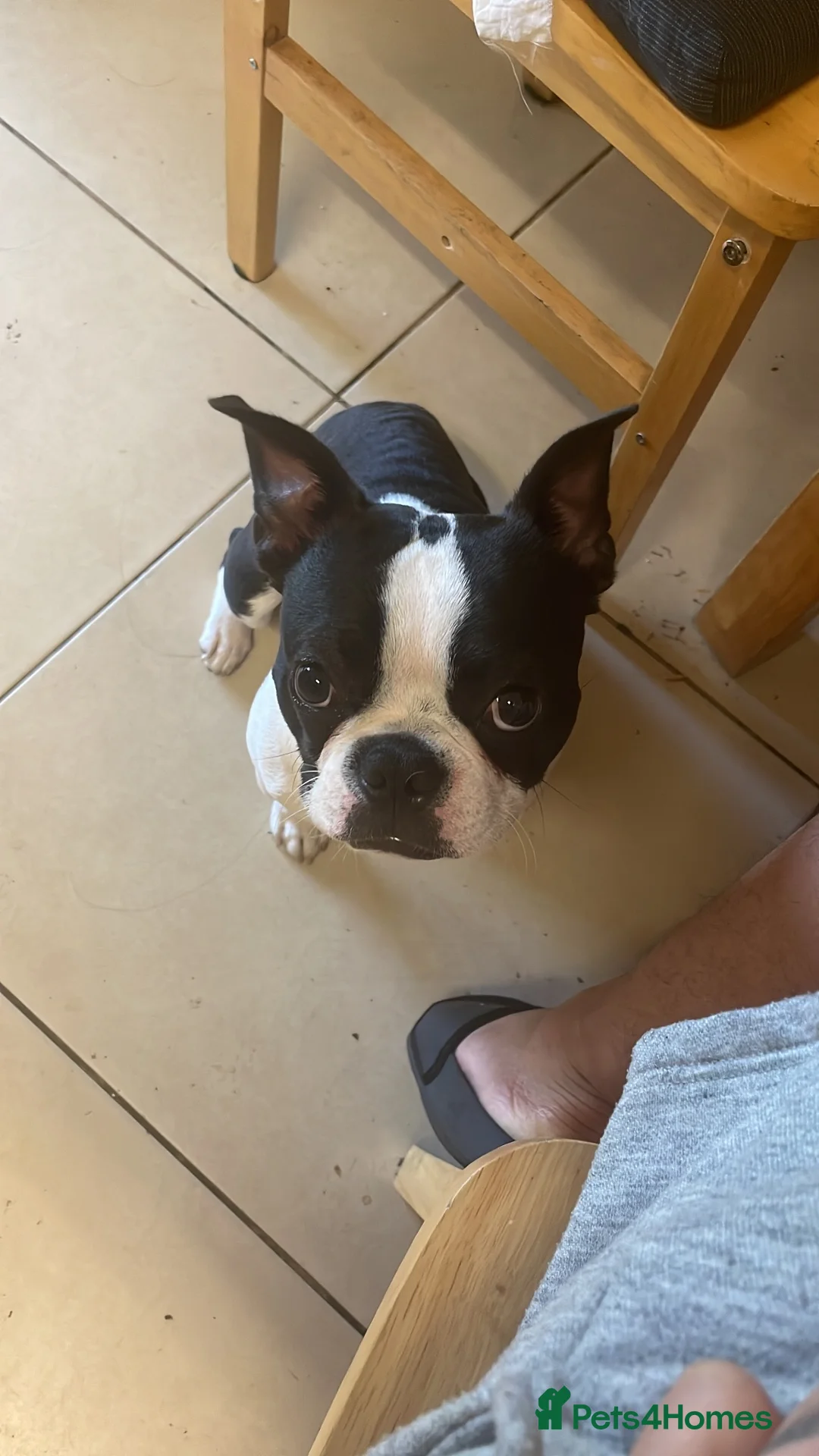 Boston Terrier dogs for sale: Giving my dog away for free in London - Advert 2