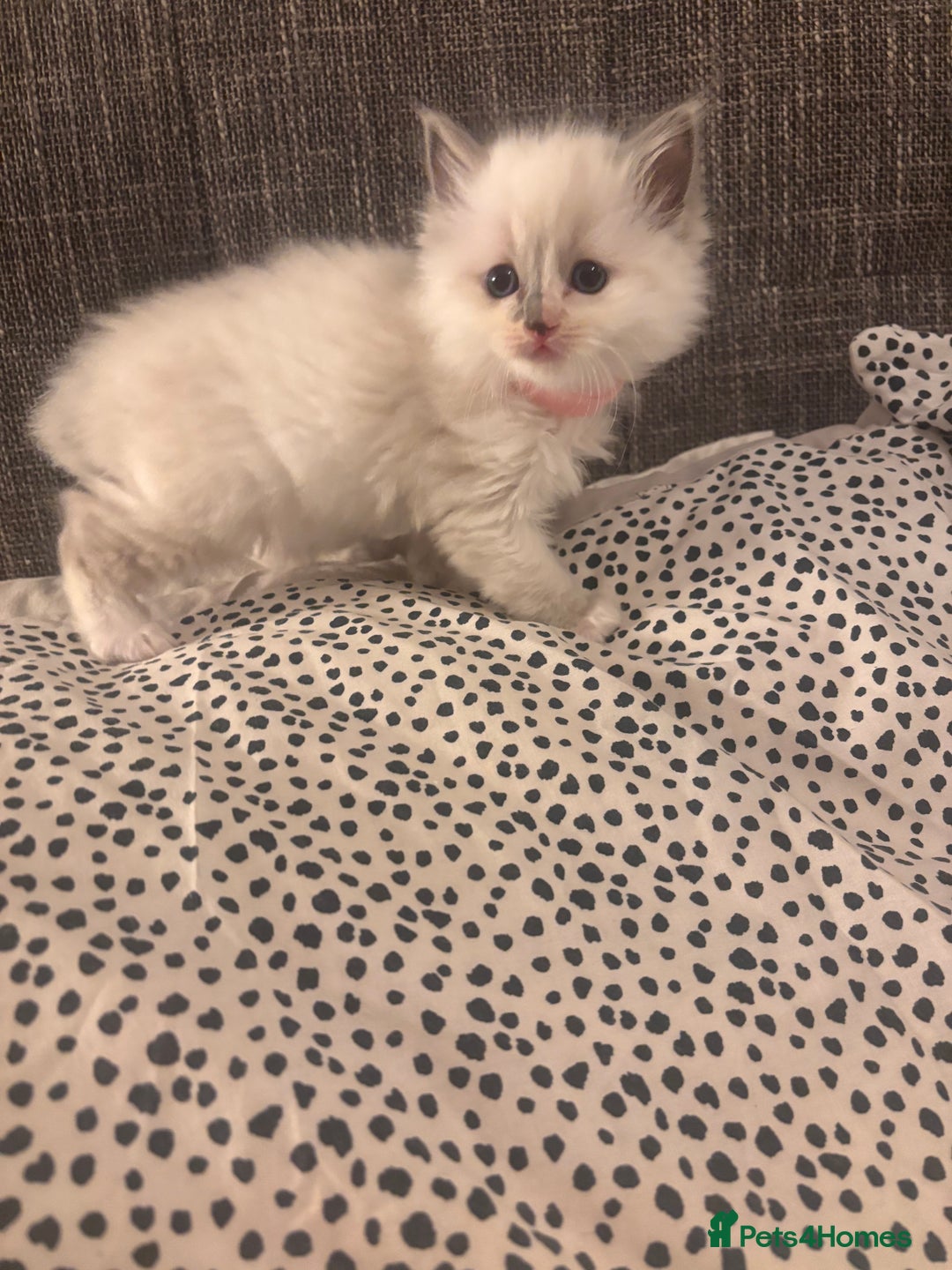 Ragdoll cats for sale: Ragdoll Kittens  - Image 23