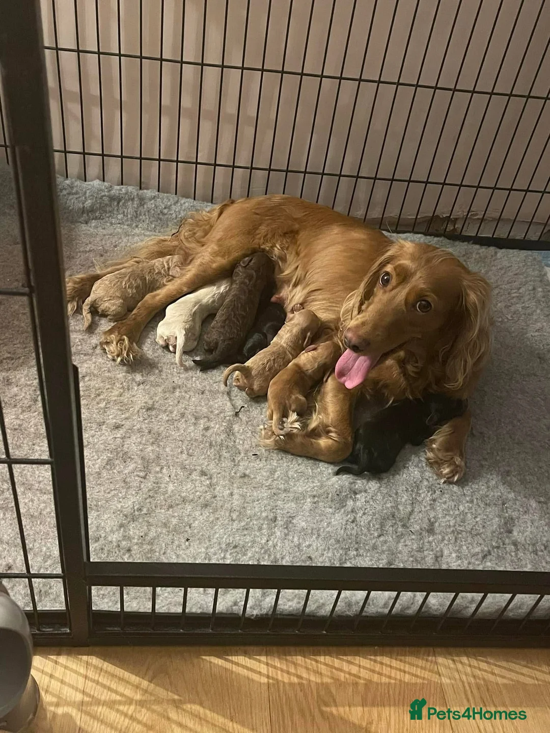 Miniature Poodle dogs for stud: 🏆PROVEN🏆 sable miniature poodle health tested in Havant - Advert 26