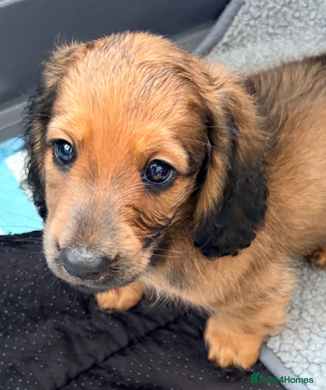 Miniature Dachshund dogs Beautiful long hair miniature dachshund pups - Advert 2