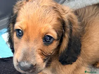 Miniature Dachshund dogs Beautiful long hair miniature dachshund pups - Advert 2