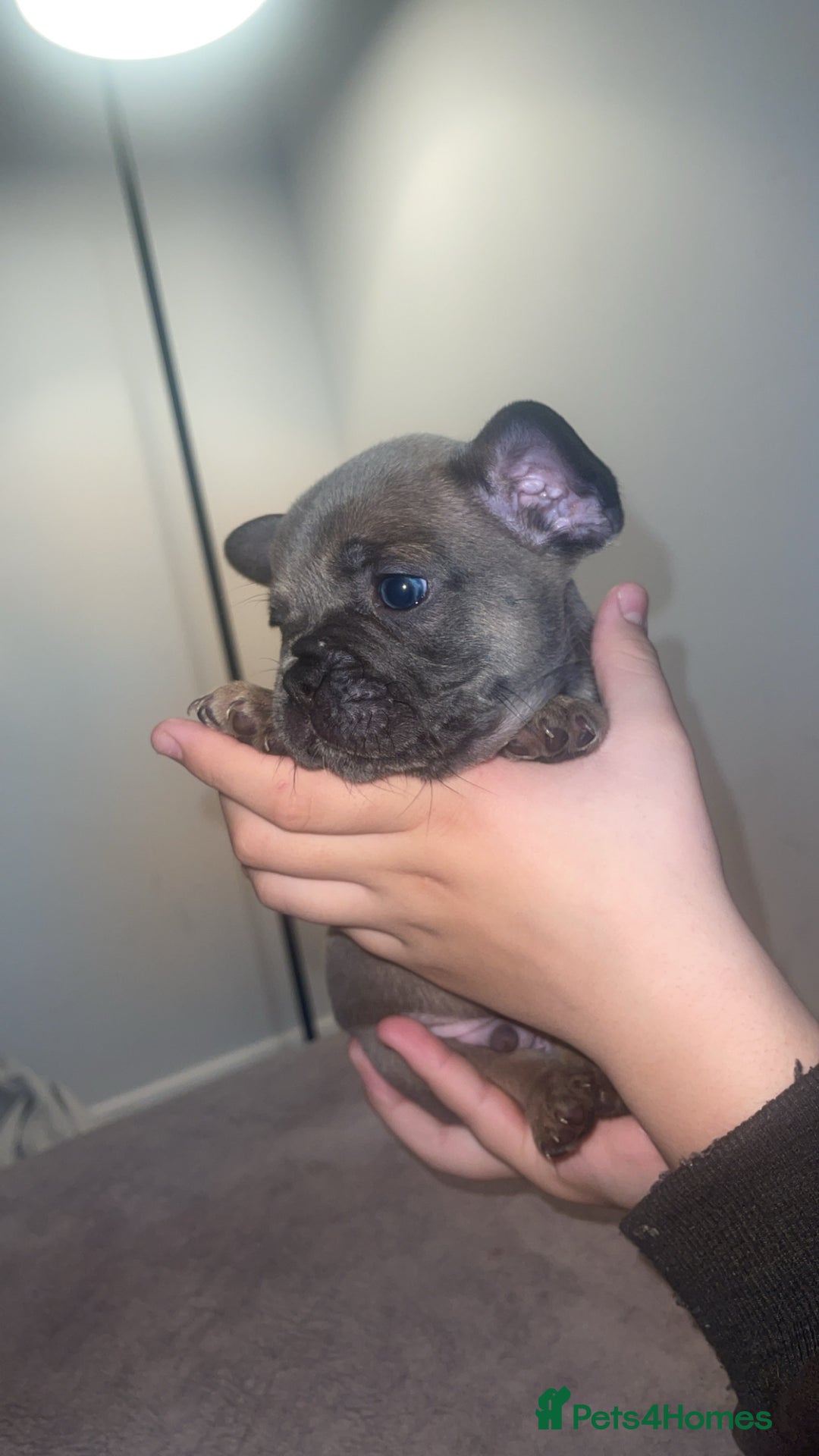French Bulldog dogs for sale: 8 beautiful French bulldog puppies  - Image 4
