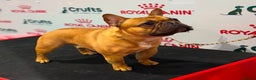 French Bulldog dogs for stud: Crufts Qualified, Health Tested French Bulldog  in Dalry - Advert 1