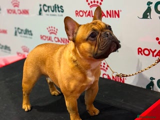 French Bulldog dogs in Dalry - Advert 3