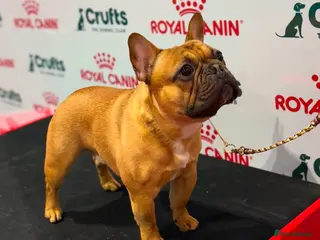 French Bulldog dogs Crufts Qualified, Health Tested French Bulldog in Dalry - Advert 7