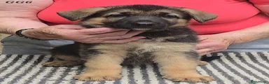 German Shepherd 5
