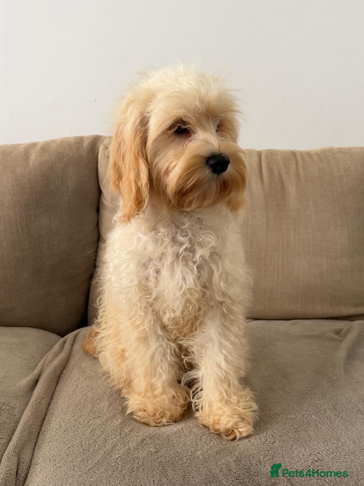 Cockapoo dogs American Cockapoo girl F1, 6 months old - Advert 14