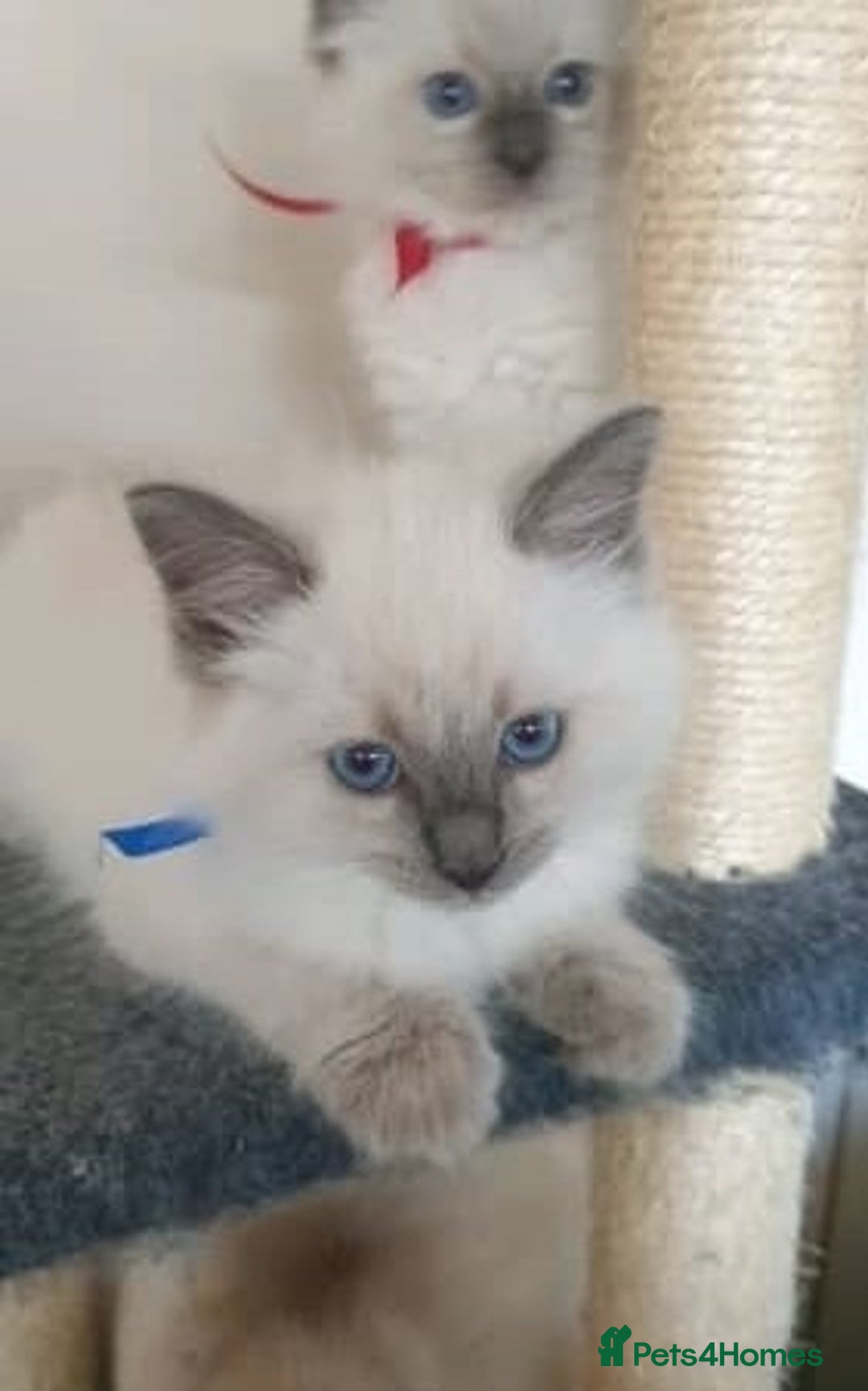 Ragdoll cats for sale: Adorable Fluffy Ragdoll Babies  Loving Homes! 🏡💖 - Advert 2