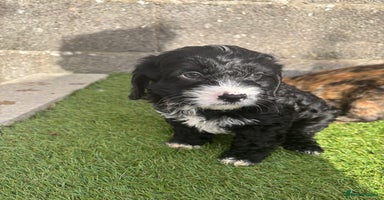 Cavapoo dogs - Advert 4