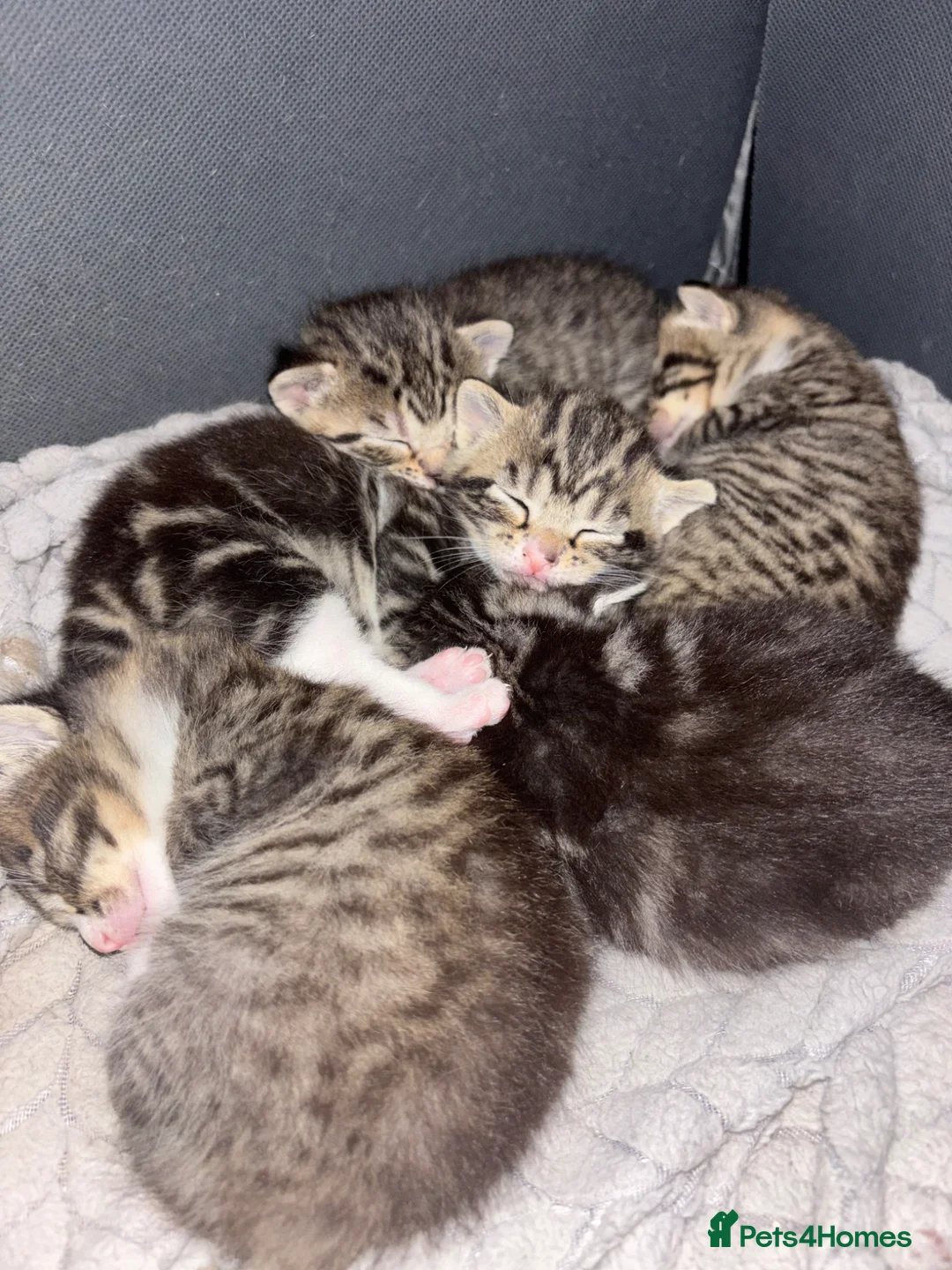 Mixed Breed cats for sale: 4 beautiful kittens ready to go now - Advert 2