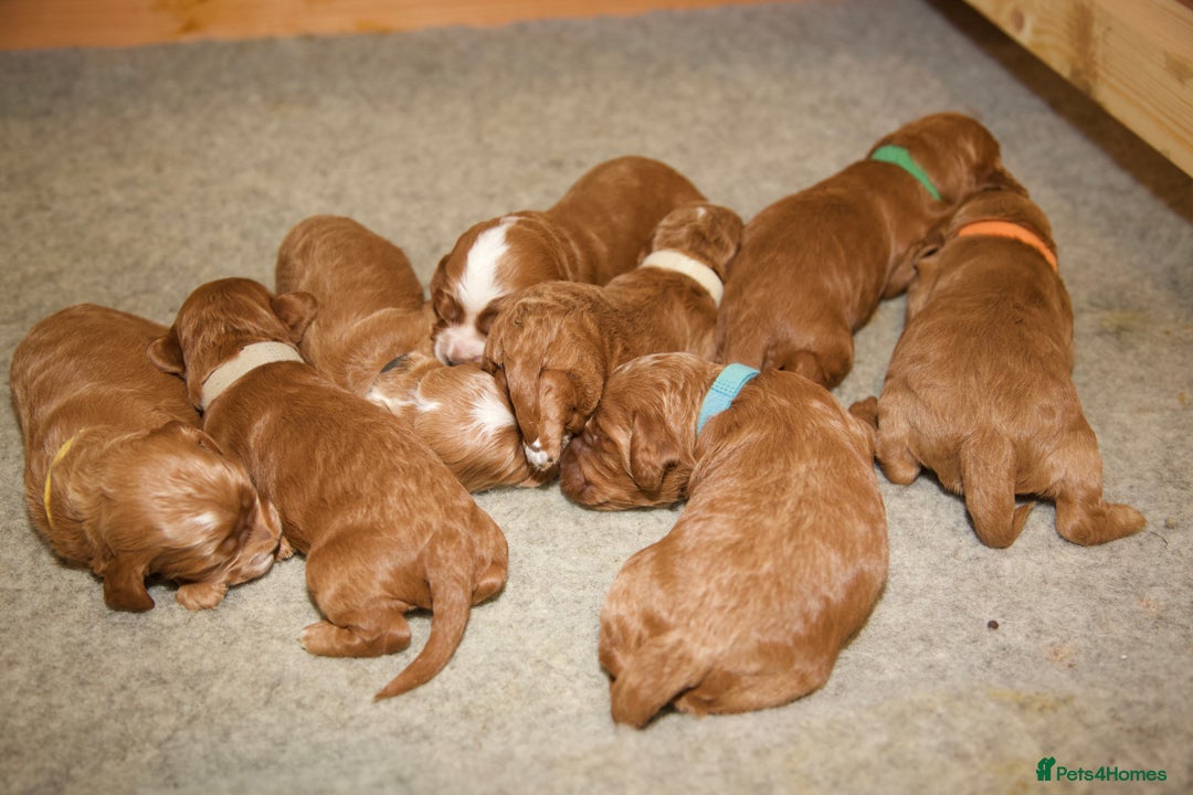 Cockapoo dogs for sale: Gorgeous Fox Red Cockapoo Puppies avail 15/12/25 - Image 18