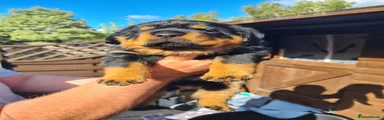 Rottweiler 2
