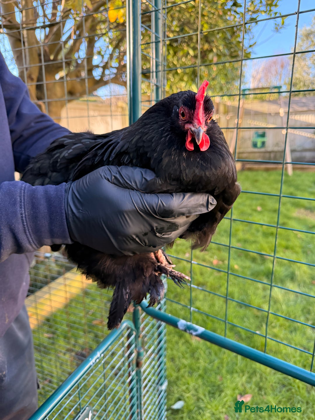 Chickens poultry for sale: 4x pekin bantams for sale  - Advert 3
