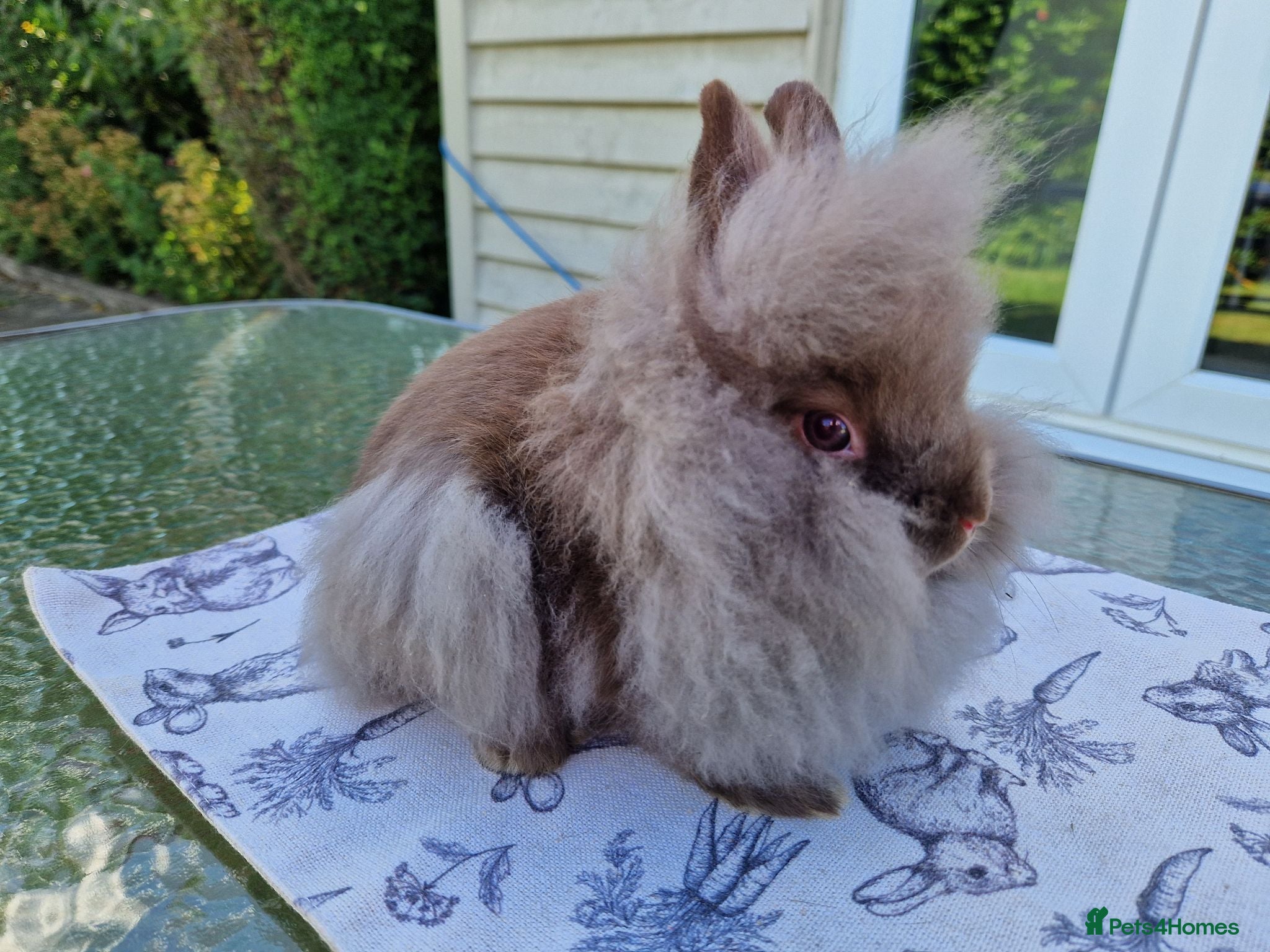 Lionhead rabbits REDUCED Purebred Lionhead Baby Rabbit - Advert 2