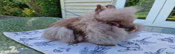 Lionhead rabbits for sale: Purebred Lionhead Baby Rabbit - Advert 2