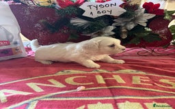 Bichon Frise dogs for sale: Bichon Frise X Bichon Havanez  - Image 2