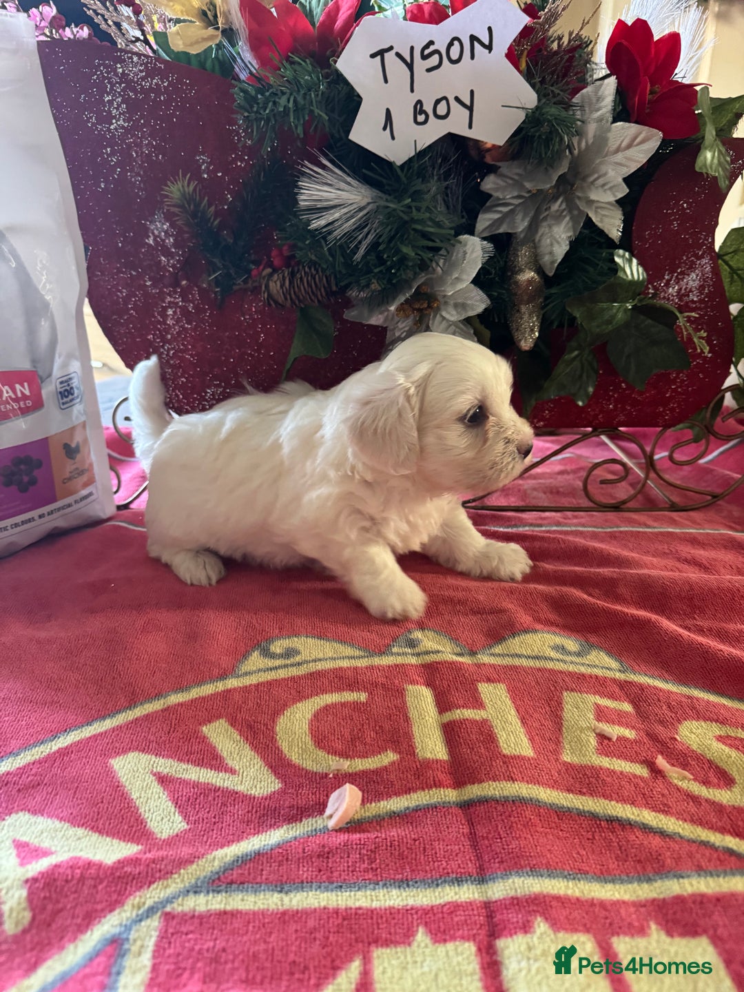 Bichon Frise dogs for sale: Bichon Frise X Bichon Havanez  - Image 2