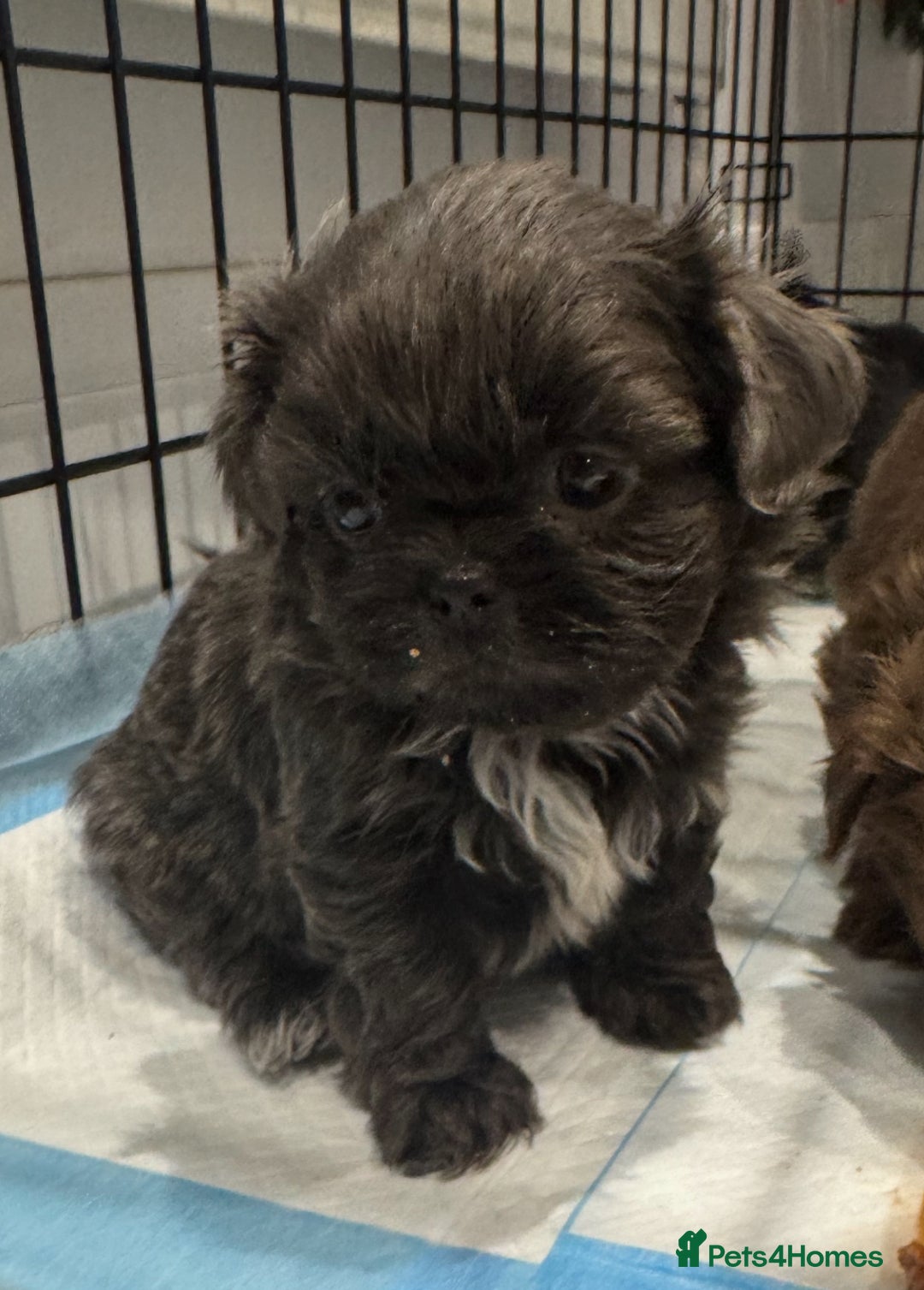 Shih Tzu dogs for sale: Saving the best until last  - Advert 8