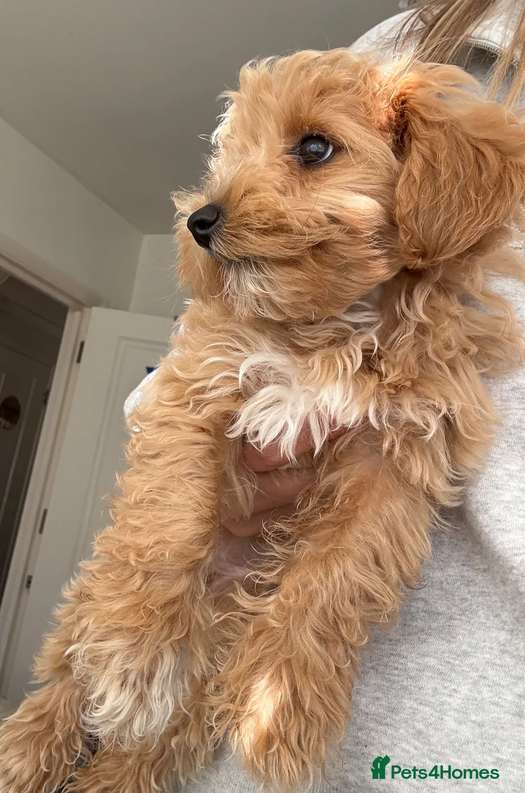 Maltipoo dogs for sale: READY NOW!! Beautiful girl 🩷🩷 - Advert 7