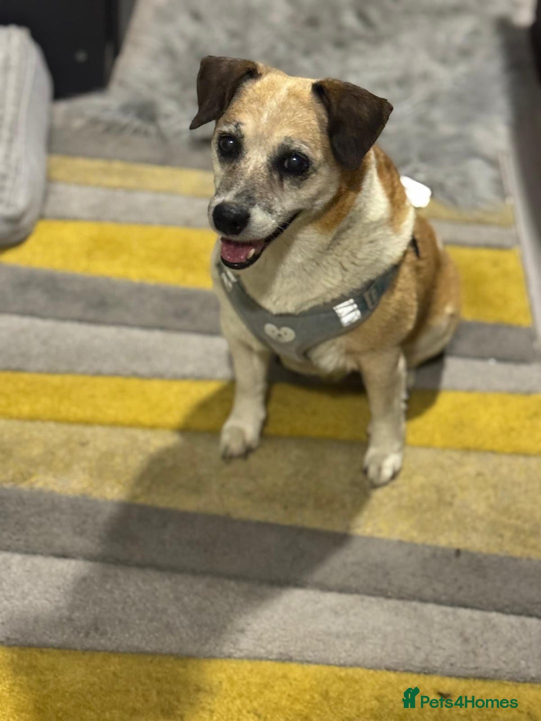 Mixed Breed dogs for adoption: Sweetheart Folti needs her home - Advert 12