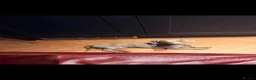 Miniature Dachshund dogs for stud: Isabella and Tan Miniature Daschund  - Advert 6