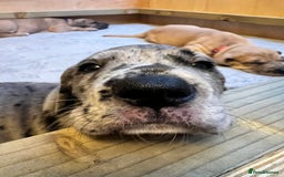 Great Dane dogs for sale: Great Dane puppy’s  - Image 16