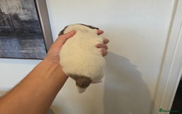 Cocker Spaniel dogs for sale: Kc registered mixed litter - Image 20