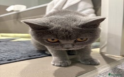 Scottish Fold cats for sale: Scottish Fold Grey Cat - Image 2