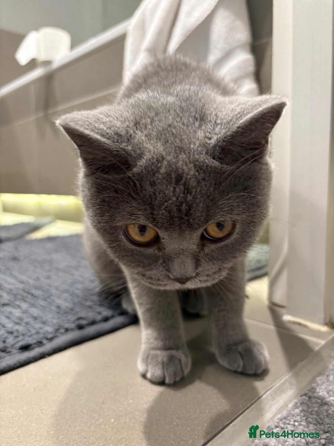 Scottish Fold cats for sale: Scottish Fold Grey Cat - Image 2