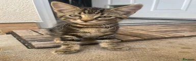 Male Tabby 1