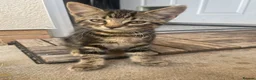 Mixed Breed cats for sale: 3 adorable kittens for sale  - Advert 14