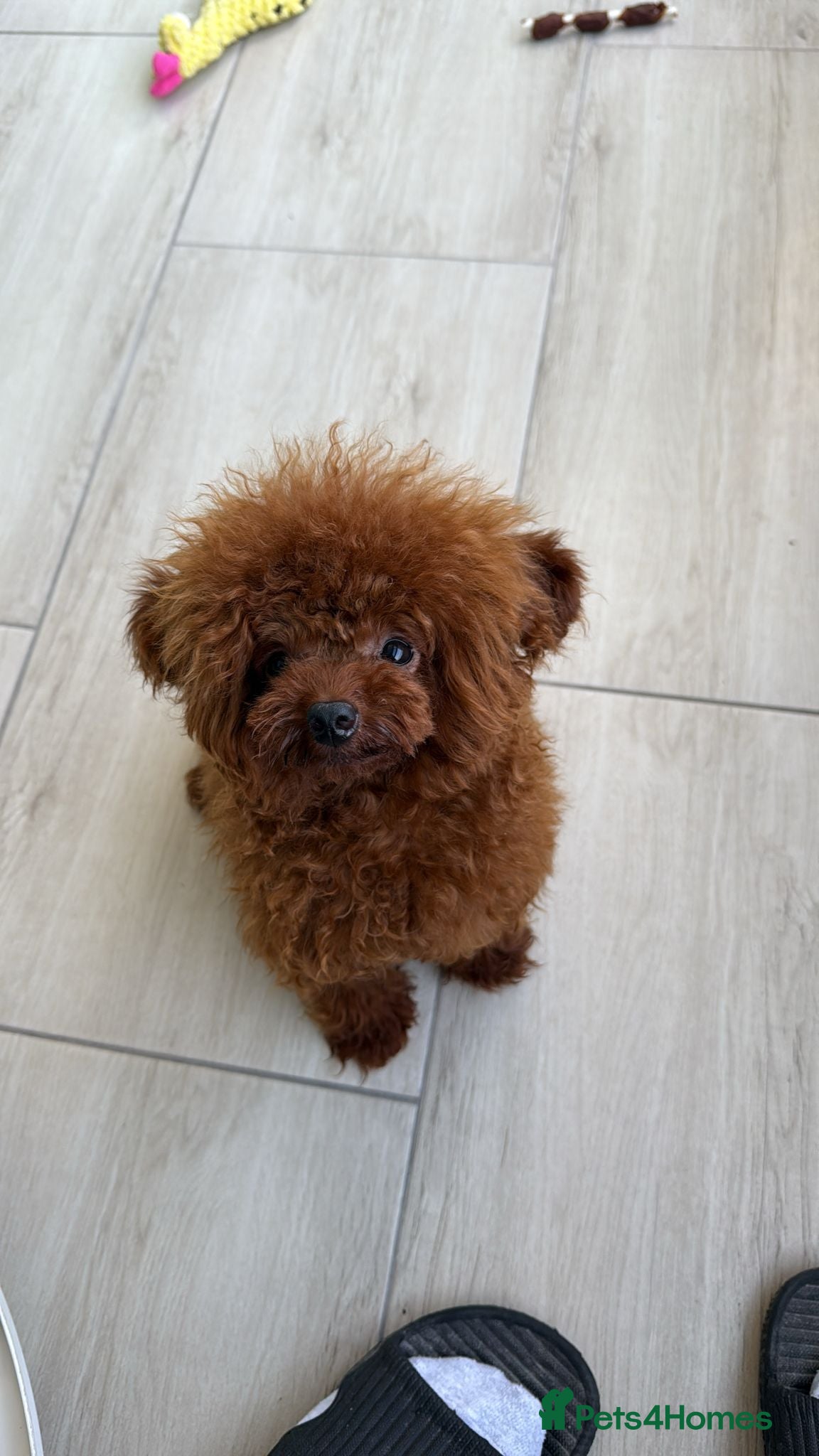 Poodle dogs 1.7 kg boy looking for home  - Advert 9