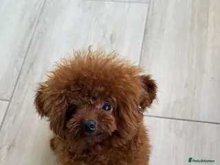 Poodle dogs 1.7 kg boy looking for home - Advert 1