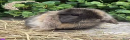 Mini Lop rabbits for sale: Gorgeous Pure Bred Mini Lops - Advert 16