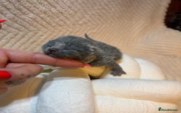 British Shorthair cats for sale: Pure British Shorthair Kittens😻🥇🏆Champion Line - Image 16