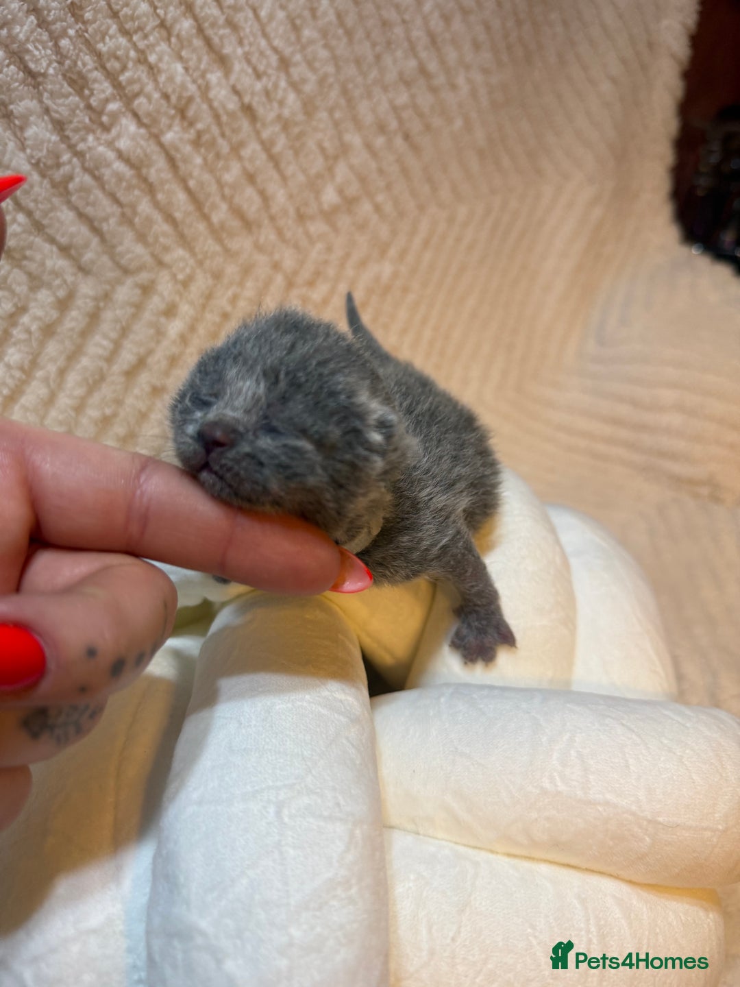 British Shorthair cats for sale: Pure British Shorthair Kittens😻🥇🏆Champion Line - Image 16