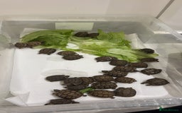 Tortoise reptiles for sale: Tortoise - Image 6