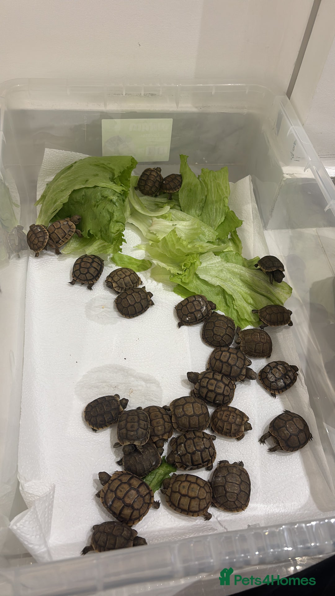 Tortoise reptiles for sale: Tortoise - Image 6