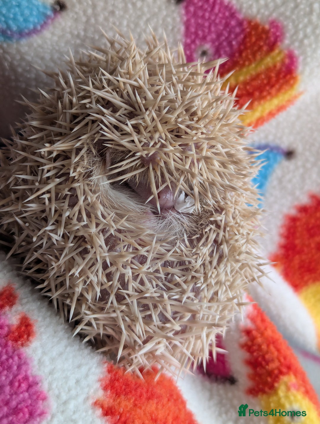 Pygmy Hedgehog rodents for sale: Beautiful Hoglets Ready to Reserve Now - Advert 4