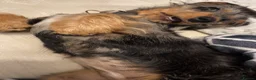 Dachshund dogs for sale: Dachshund puppy - Advert 8