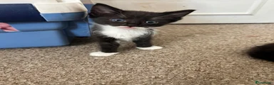 Mixed Breed Kitten 2